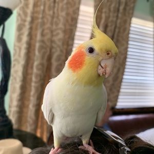 Meet your Posher, Liza